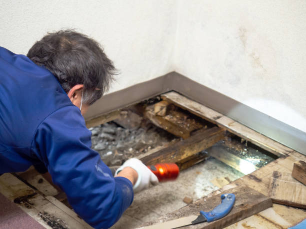 Best Residential Mold Remediation in Wayne, WV