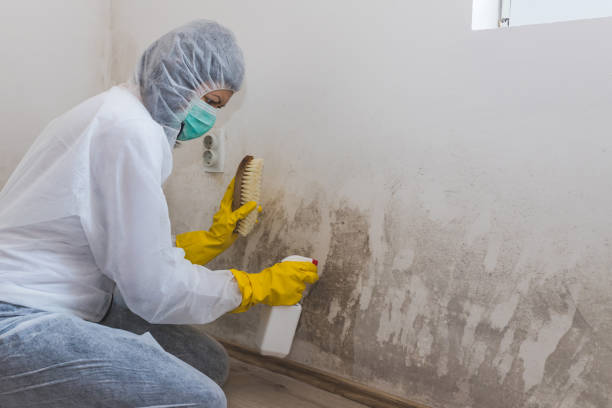 Best Crawl Space Mold Remediation in Wayne, WV