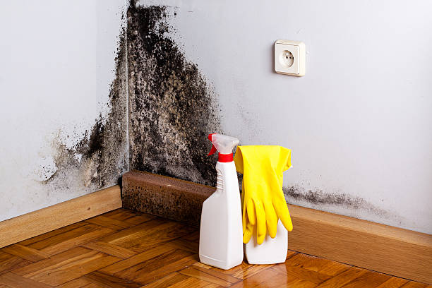 Best Post-Flood Mold Remediation in Wayne, WV