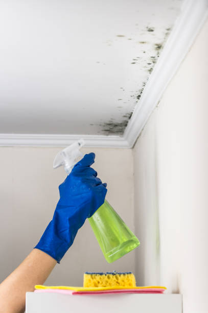 Best Attic Mold Remediation in Wayne, WV